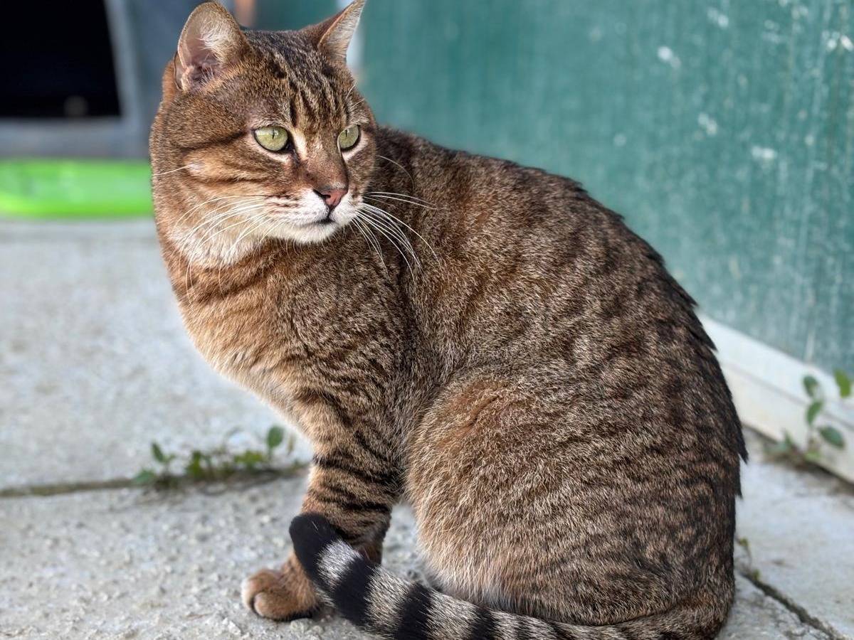 Adozione gatto, maschio, Razza sconosciuta Razza sconosciuta, 5 anni e 7 mesi, taglia non valida, Pisa