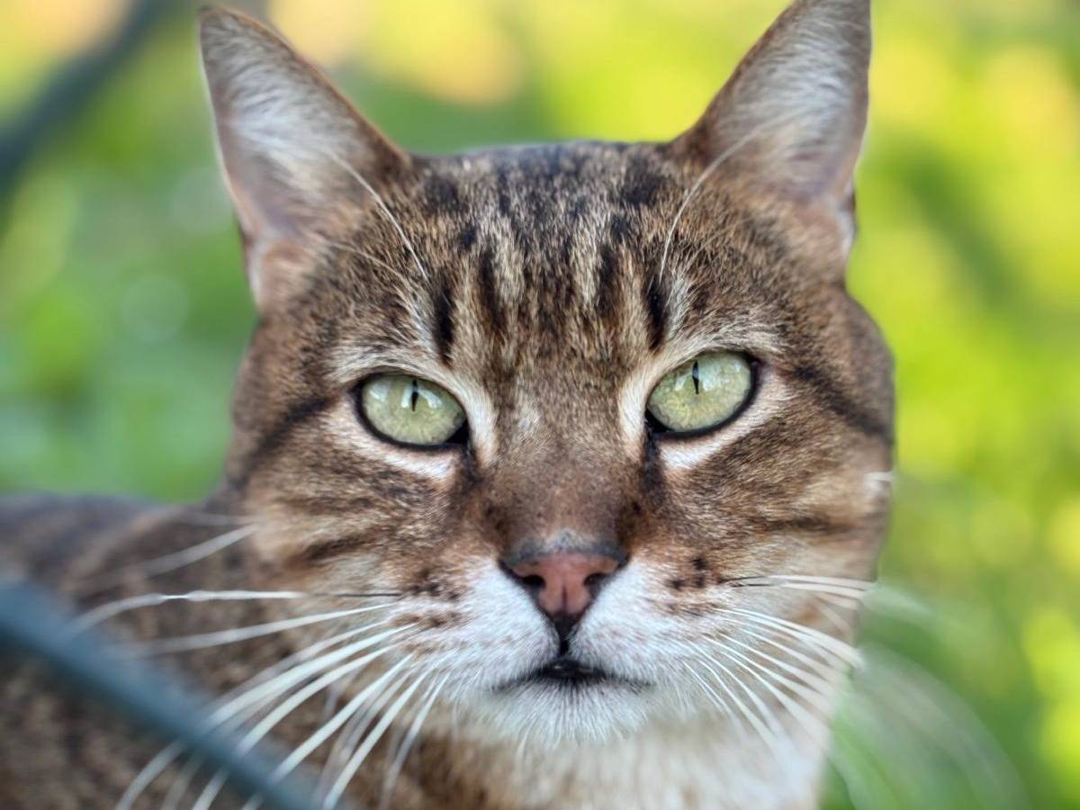 Adotta un gatto, maschio, 5 anni e 7 mesi, Pisa