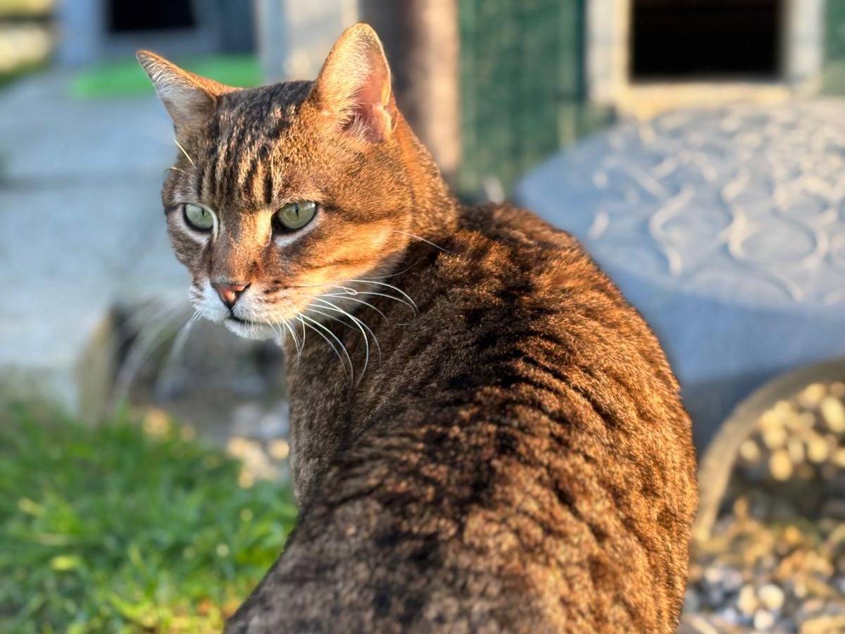 Vuoi adottare un gatto a Pisa?