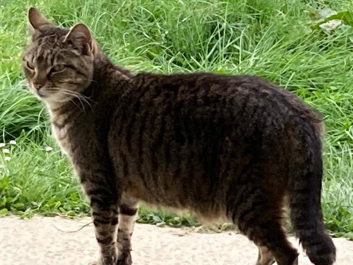 Adozione gatto, femmina, Razza sconosciuta Razza sconosciuta, 5 anni e 2 mesi, taglia non valida, Pisa