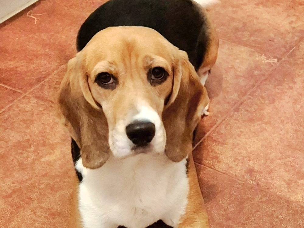 Adozione cane, femmina, Beagle  Razza sconosciuta, 5 anni e 7 mesi, taglia media, Siena