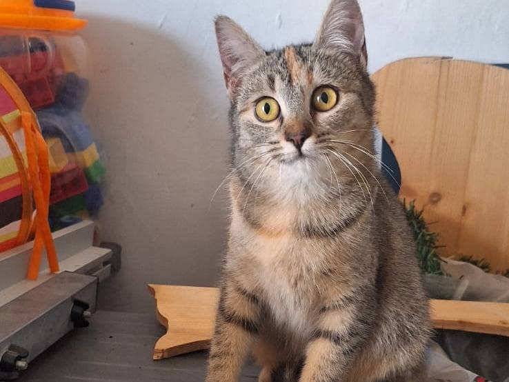 Adozione gatto, femmina, Razza sconosciuta Razza sconosciuta, 5 mesi, taglia non valida, Novara