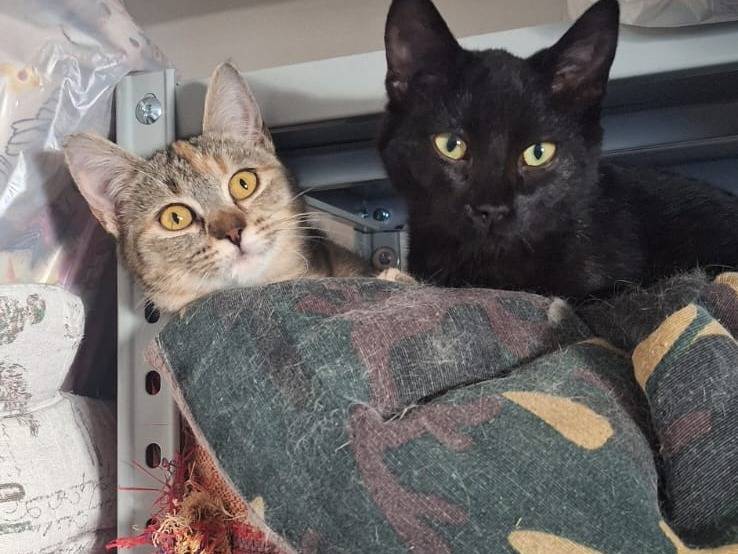 Adotta un gatto, femmina, 5 mesi, Novara