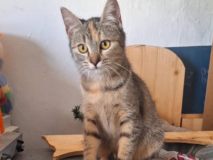 Adotta il gatto Merida a Novara
