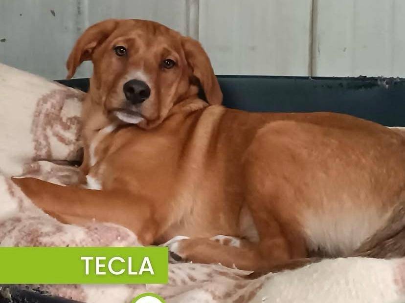 Adozione cane, femmina, Razza sconosciuta Razza sconosciuta, 5 mesi, taglia piccola, Milano