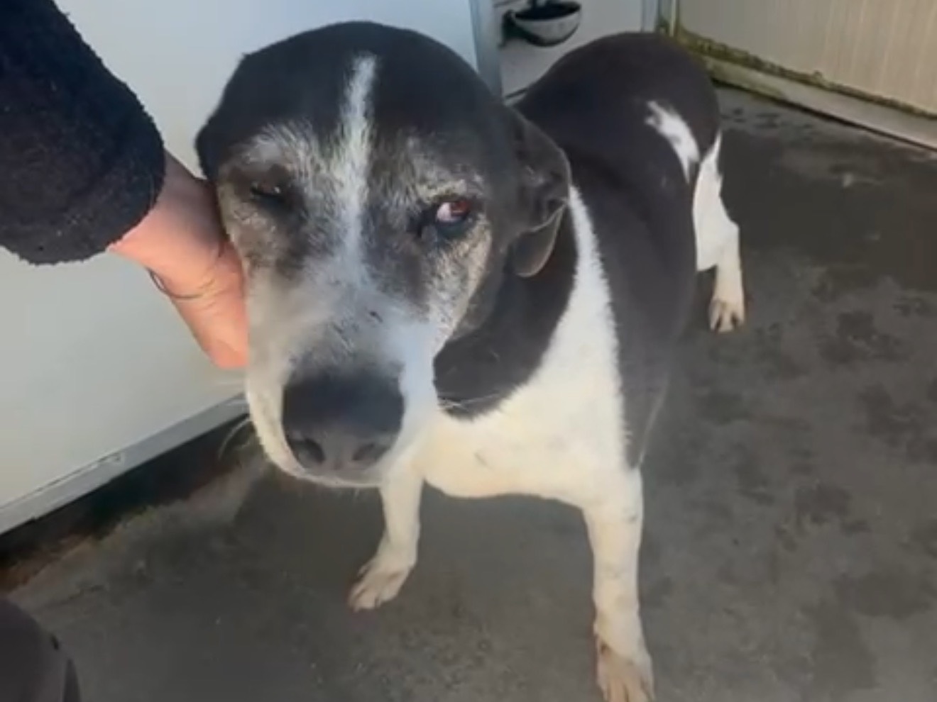 Adozione cane, maschio, Razza sconosciuta Razza sconosciuta, 11 anni e 5 mesi, taglia media, Latina