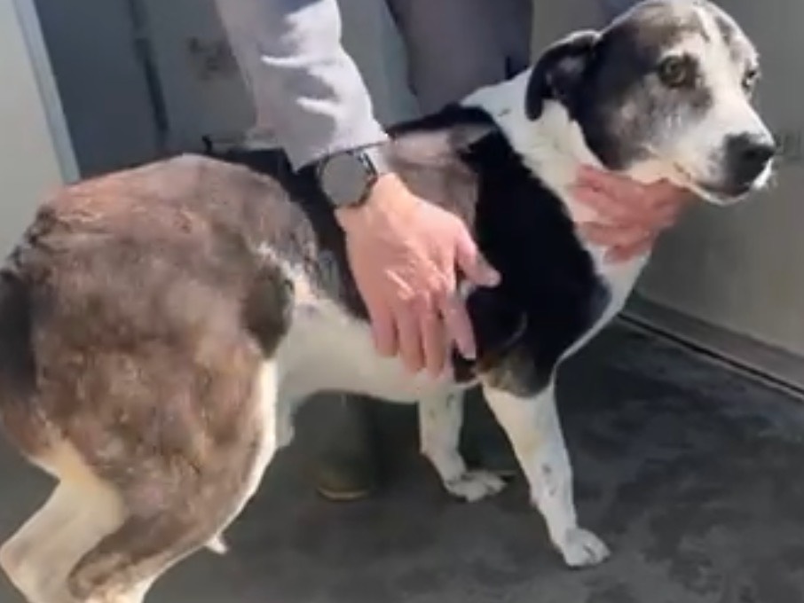 Adotta un cane, maschio, 11 anni e 5 mesi, Latina