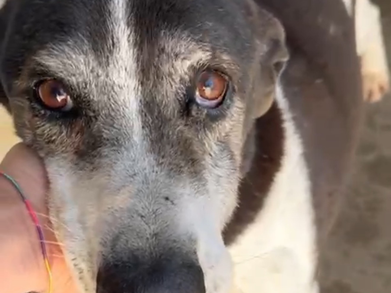 Adotta un cane, taglia media, maschio, Latina
