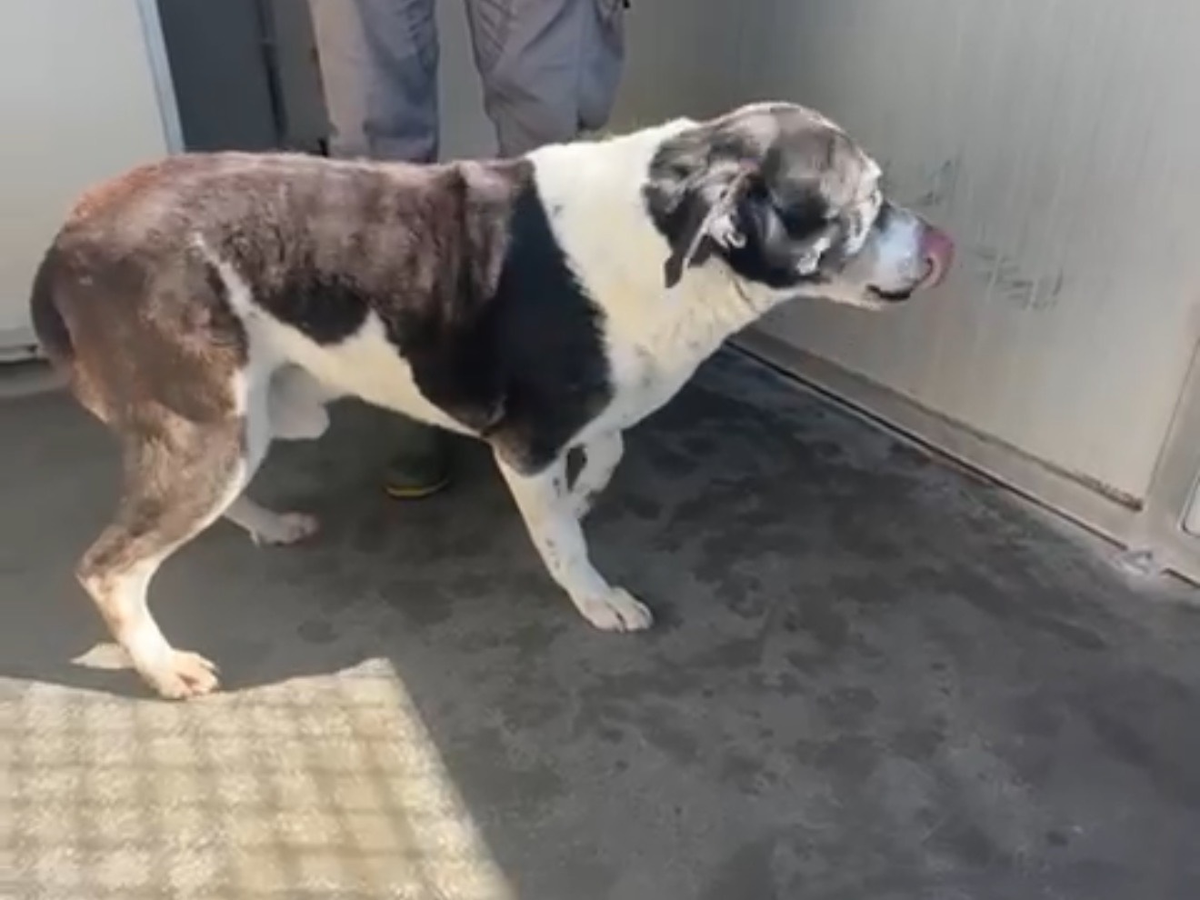 Vuoi adottare un cane a Latina?