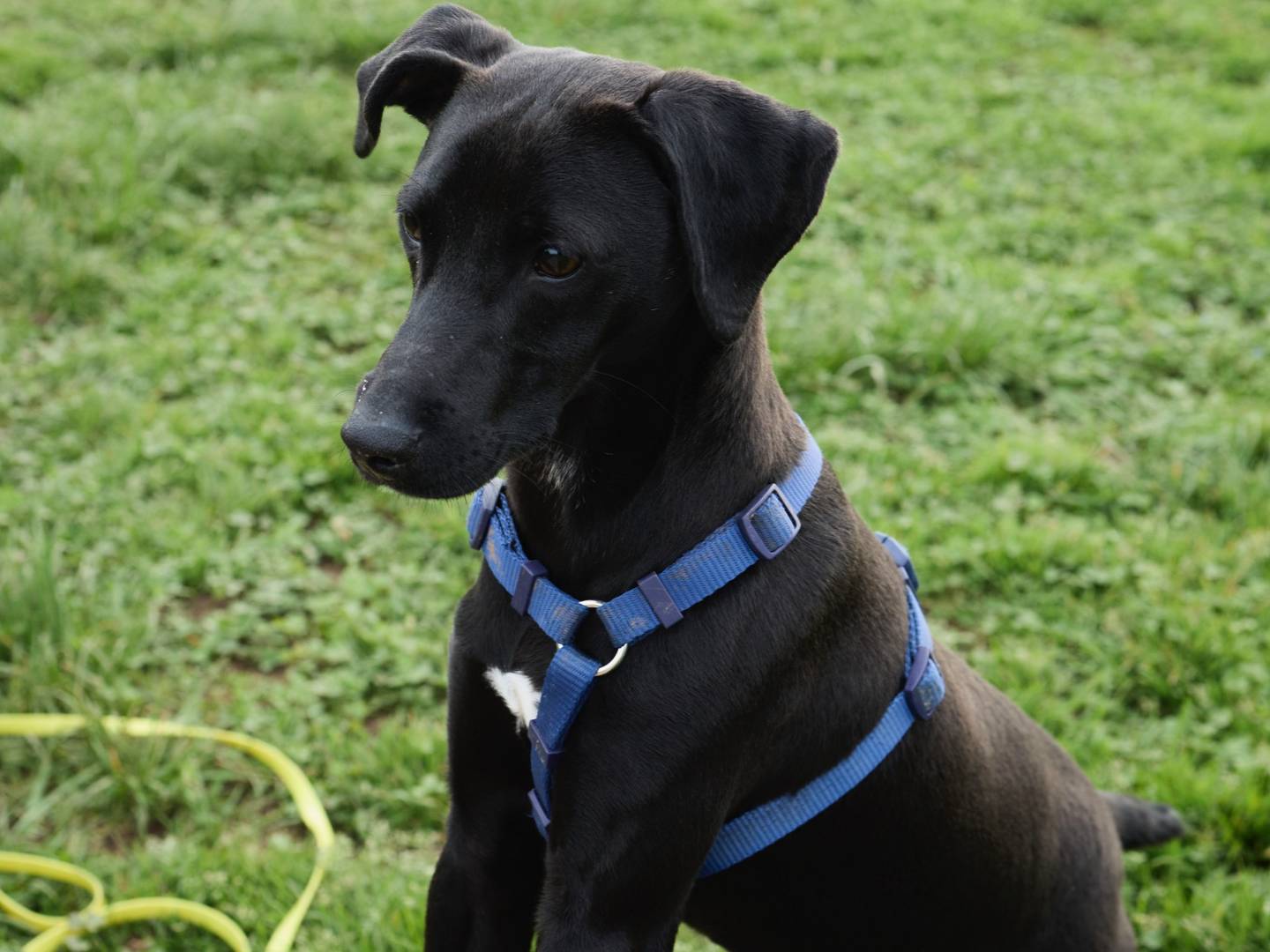 Adozione cane, maschio, Razza sconosciuta Razza sconosciuta, 2 anni e 10 mesi, taglia piccola, Milano