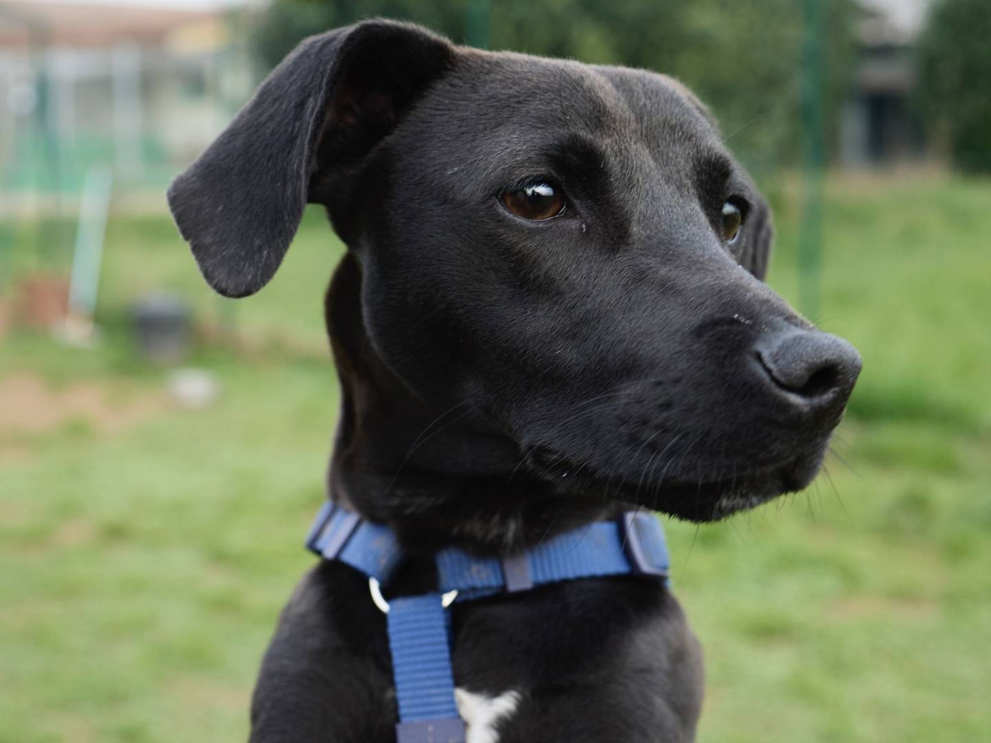 Adotta un cane, maschio, 2 anni e 10 mesi, Milano