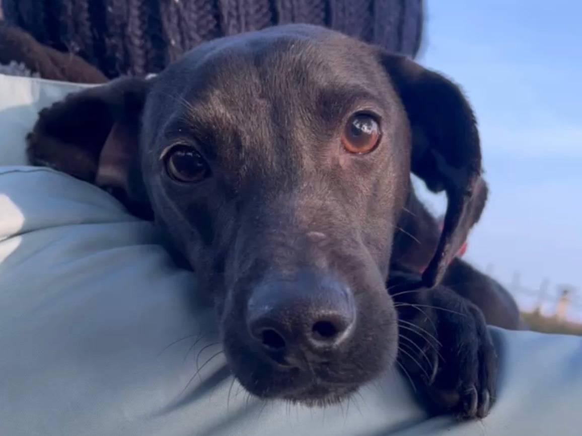 Adotta un cane, taglia piccola, maschio, Milano