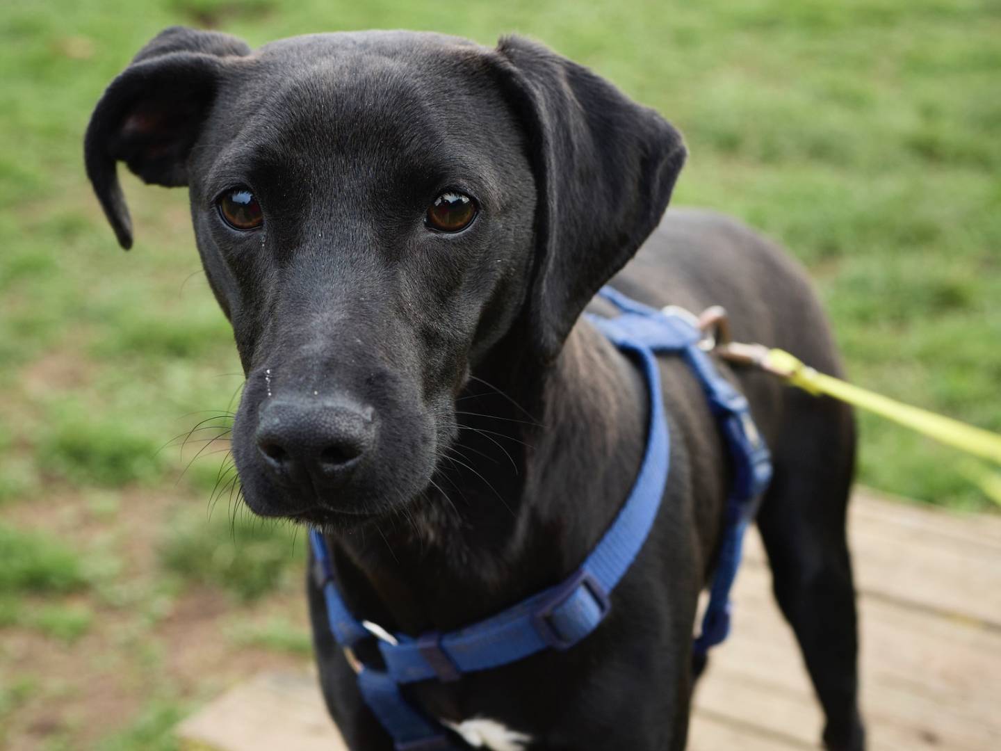 Vuoi adottare un cane a Milano?
