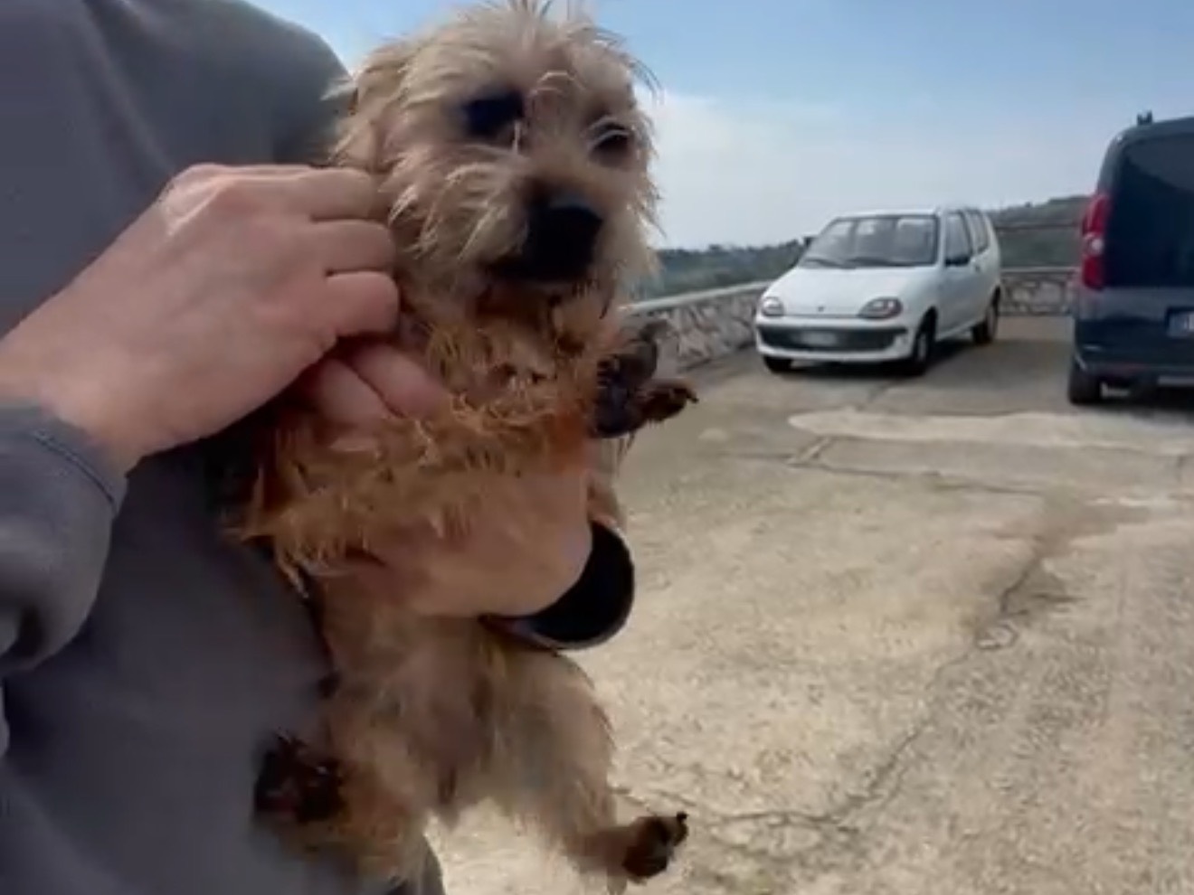 Adozione cane, femmina, Razza sconosciuta Razza sconosciuta, 2 anni e 8 mesi, taglia piccola, Latina