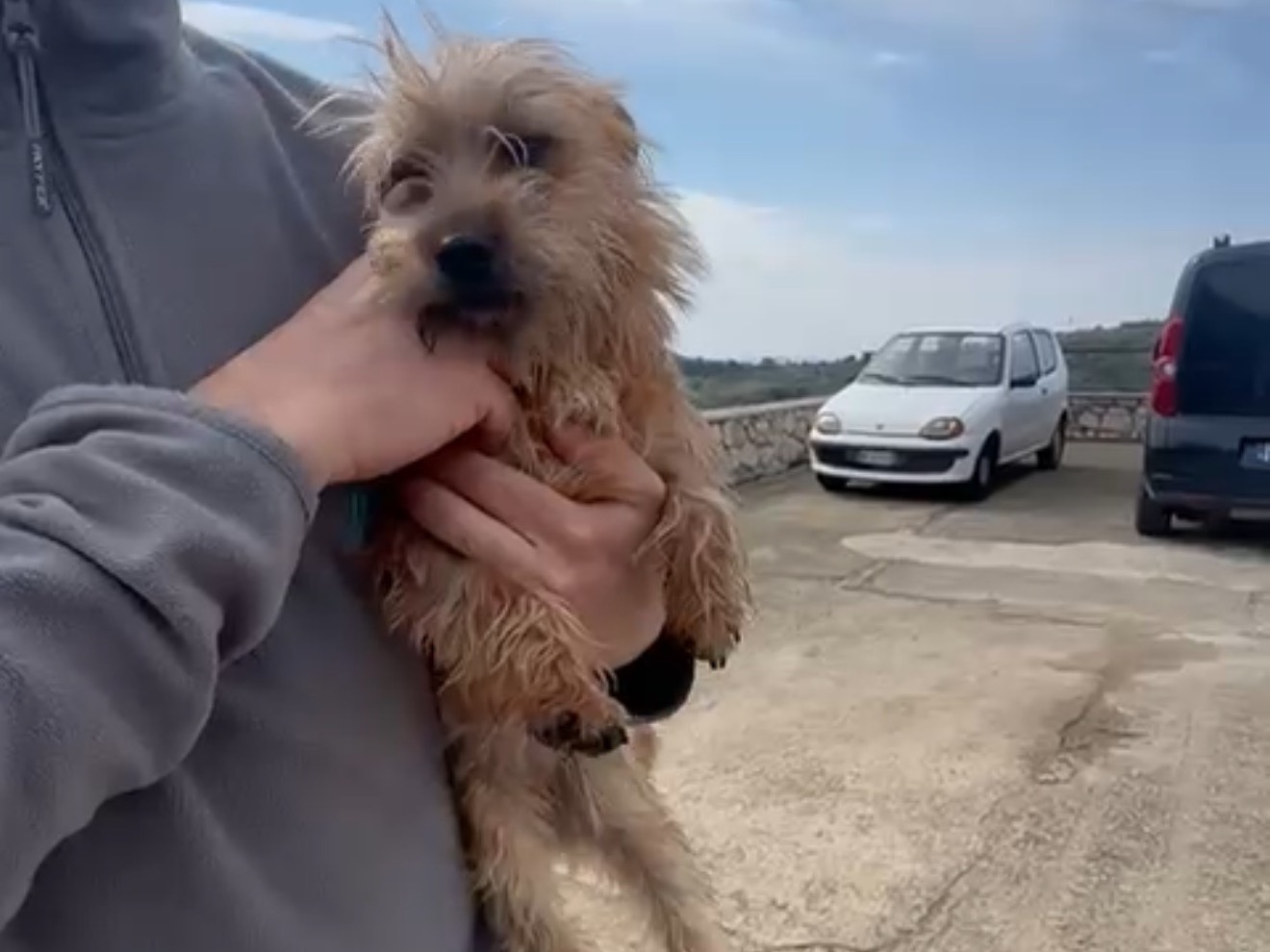 Adotta un cane, taglia piccola, femmina, Latina