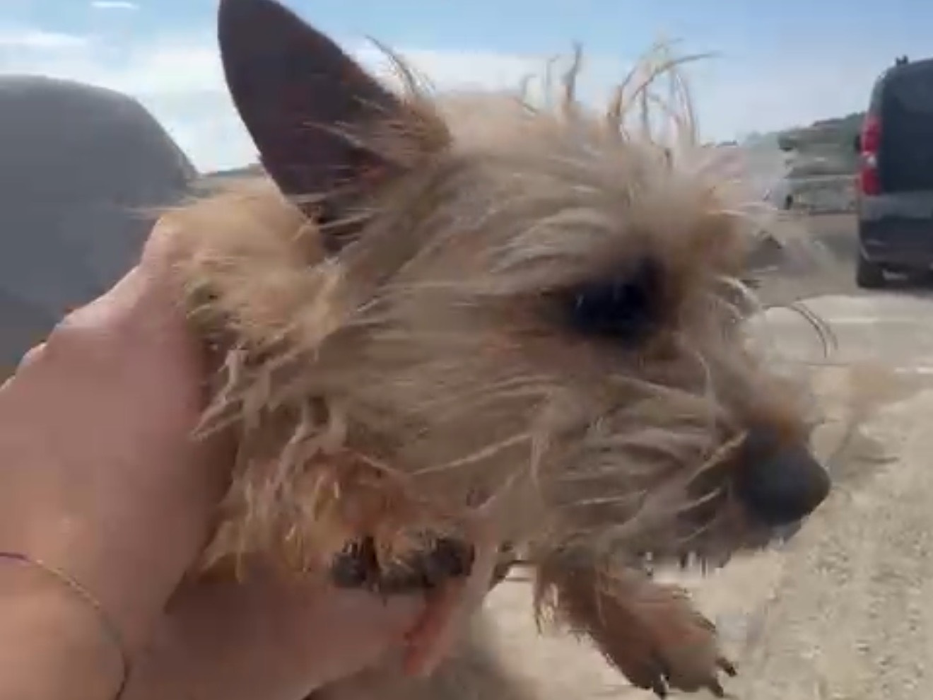 Vuoi adottare un cane a Latina?