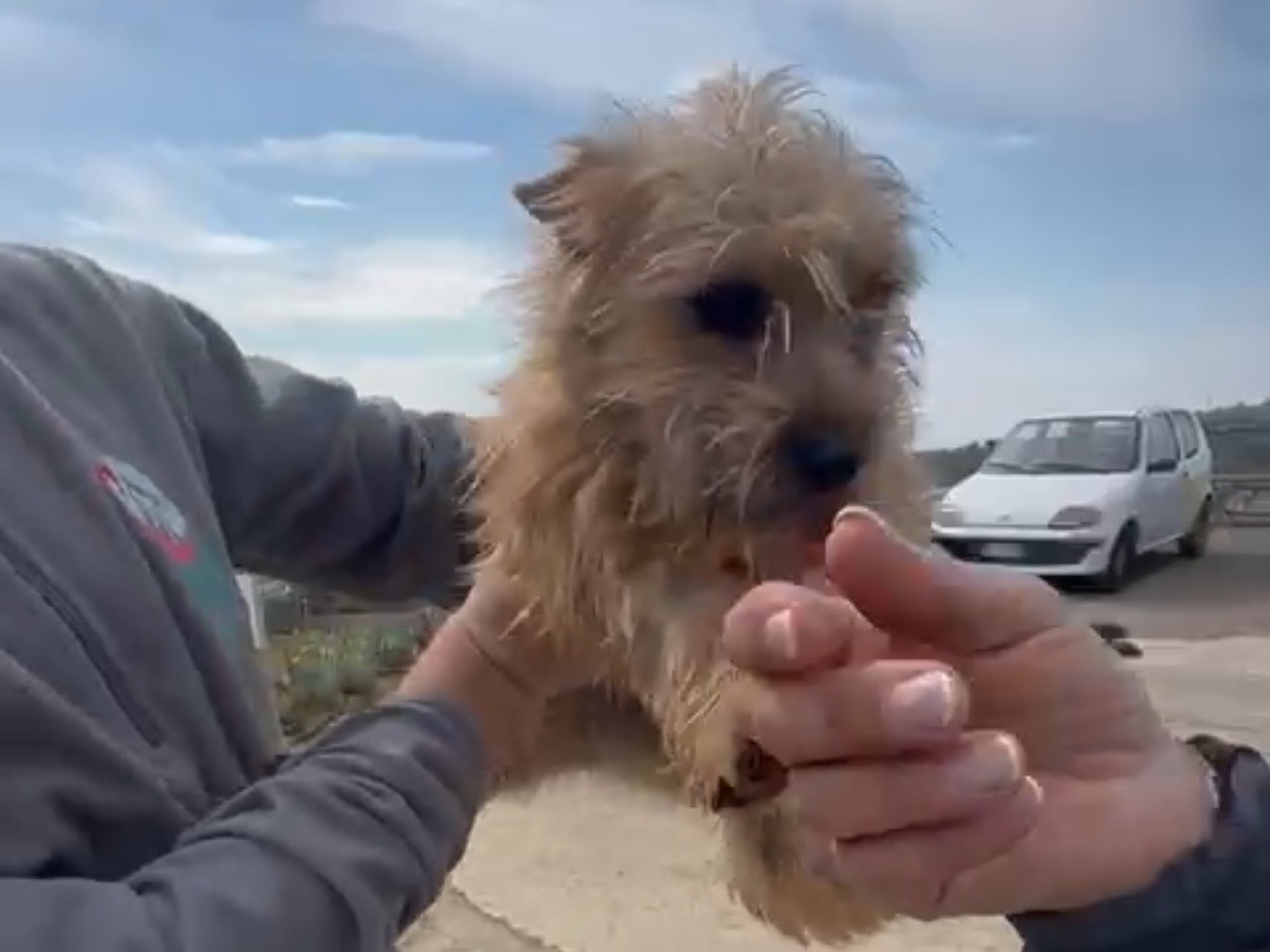 Adotta il cane Pixi a Latina