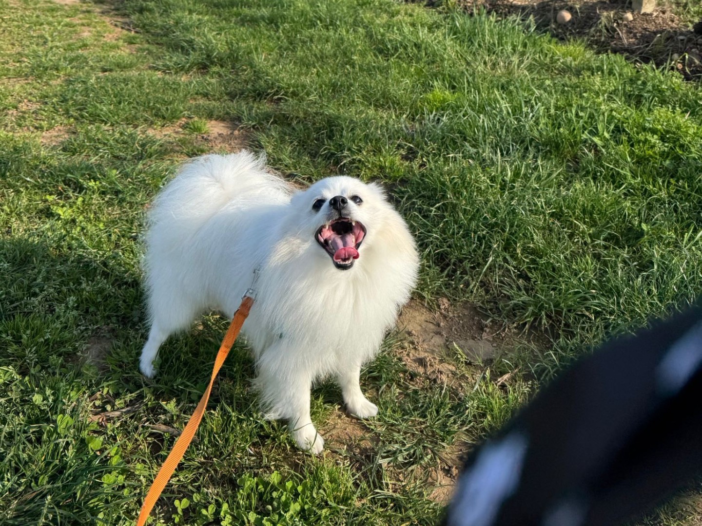 Adozione cane, maschio, Razza sconosciuta Razza sconosciuta, 3 anni, taglia piccola, Brescia