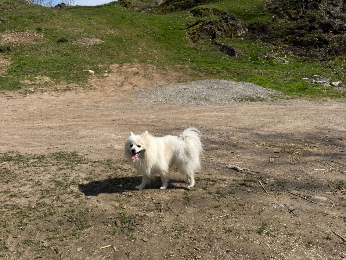 Adotta un cane, maschio, 3 anni, Brescia