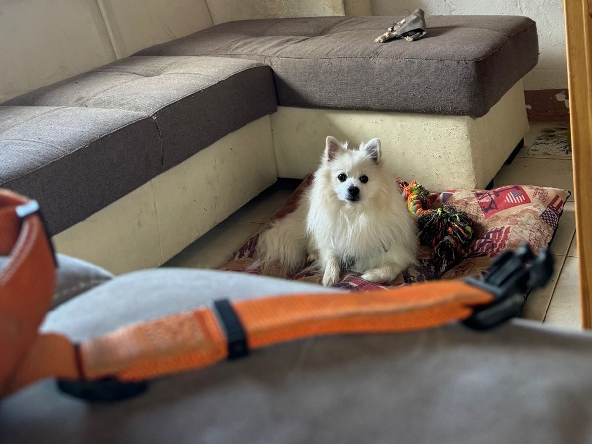 Adotta un cane, taglia piccola, maschio, Brescia