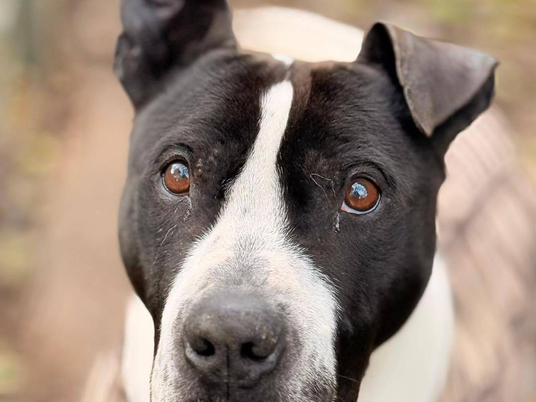 Adozione cane, maschio, Razza sconosciuta Razza sconosciuta, 7 anni e 3 mesi, taglia grande, Bergamo