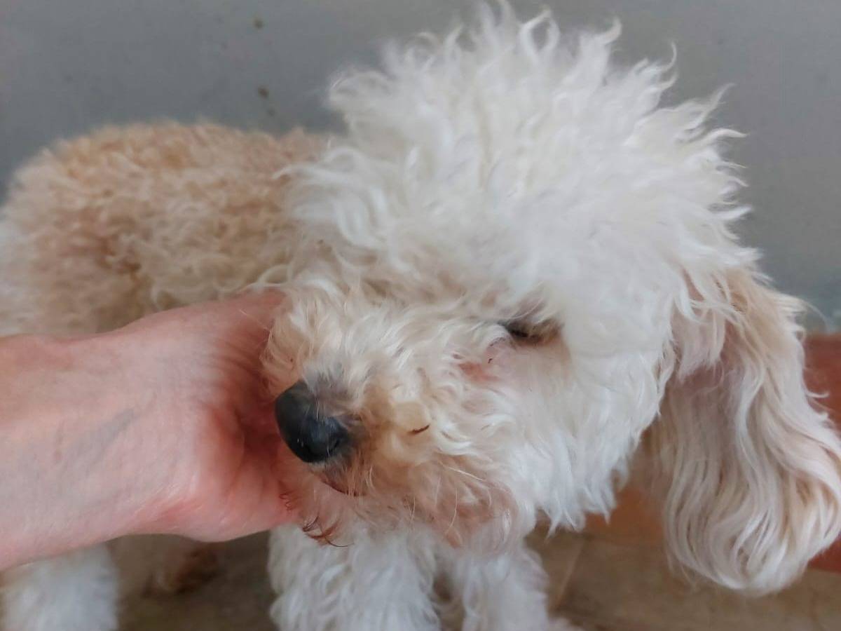 Adozione cane, maschio, Barbone Razza sconosciuta, 1 anno, taglia piccola, Cremona