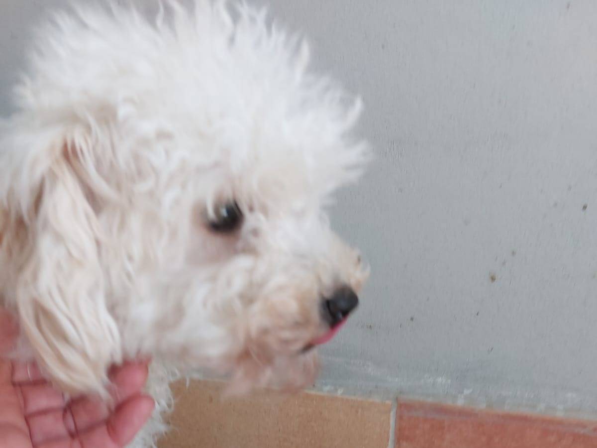 Adotta un cane, maschio, 1 anno, Cremona