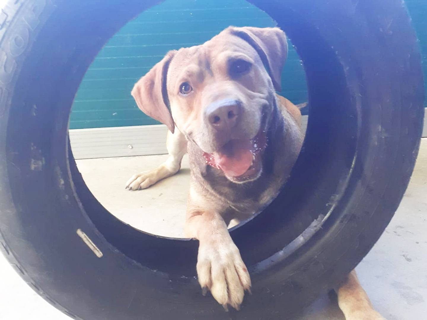 Adozione cane, maschio, Pitbull Razza sconosciuta, 8 anni e 6 mesi, taglia grande, Torino