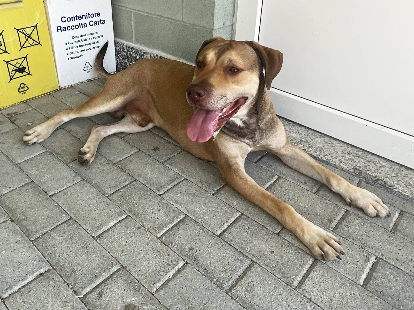 Adotta un cane, maschio, 8 anni e 6 mesi, Torino