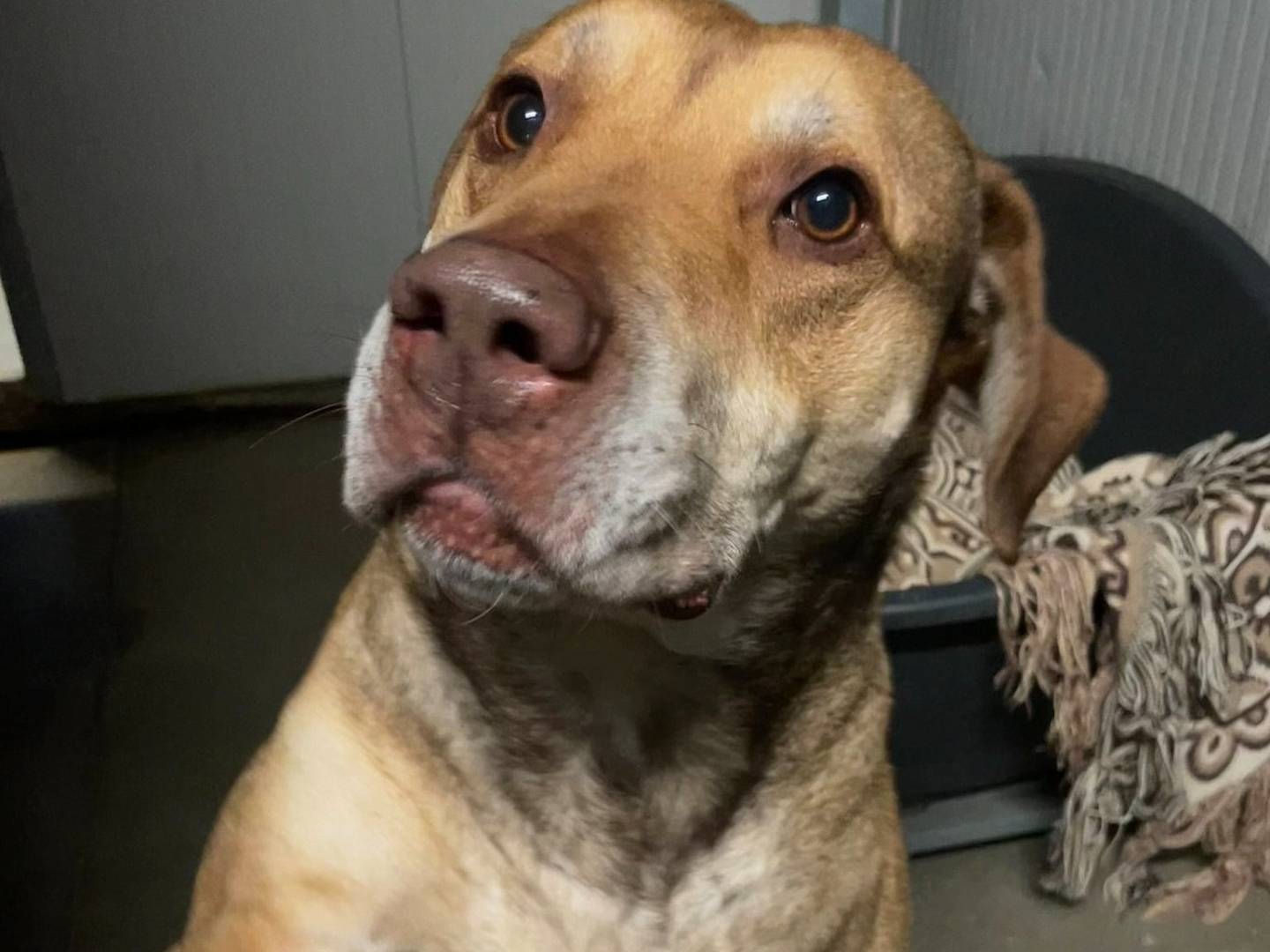 Adotta un cane, taglia grande, maschio, Torino