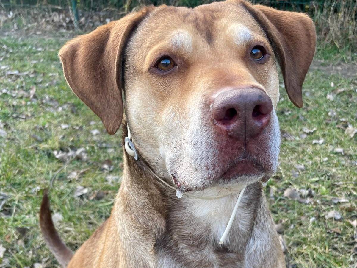 Vuoi adottare un cane a Torino?