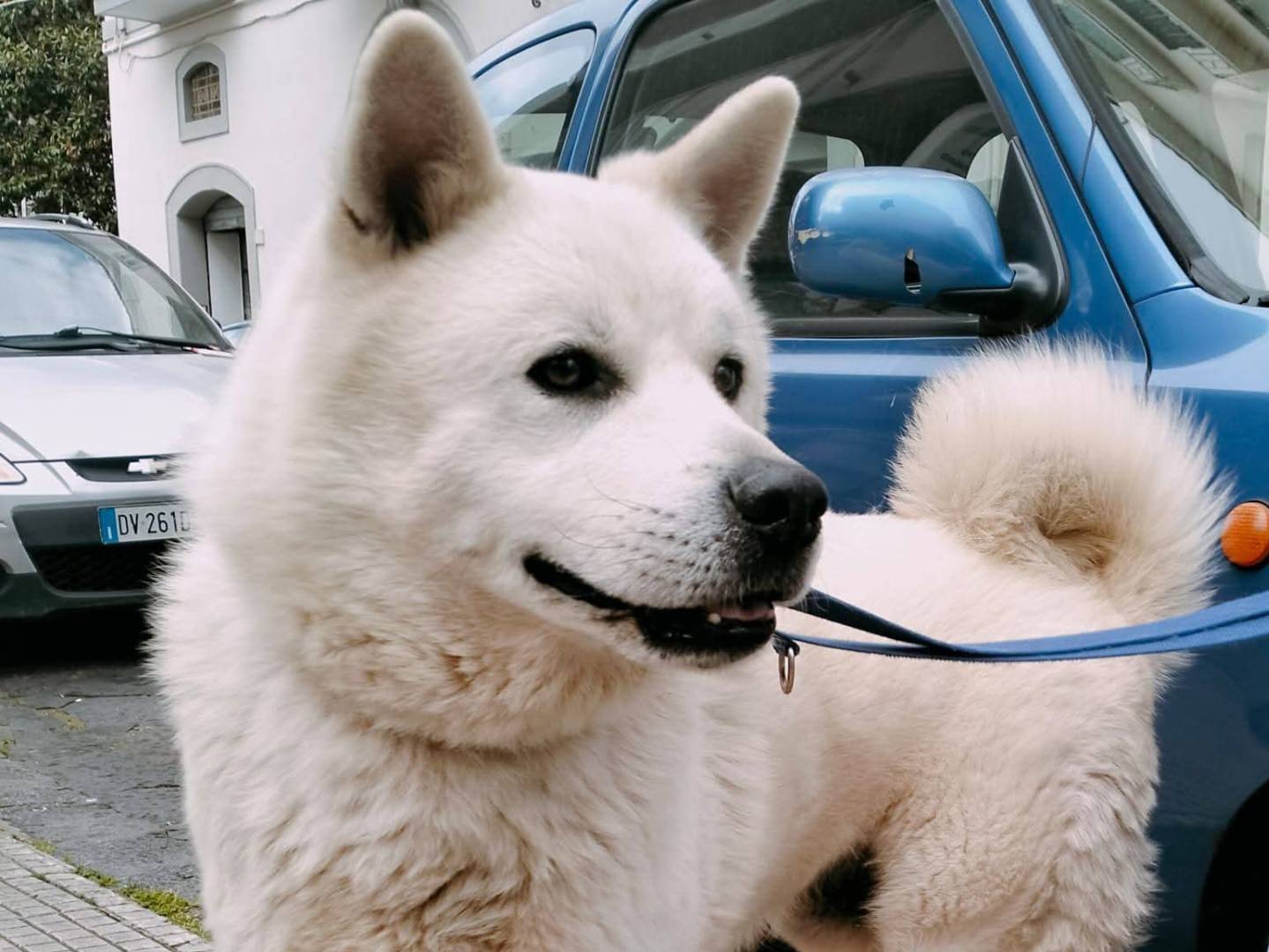 Adozione cane, maschio, Akita Razza sconosciuta, 4 anni e 2 mesi, taglia media, Latina