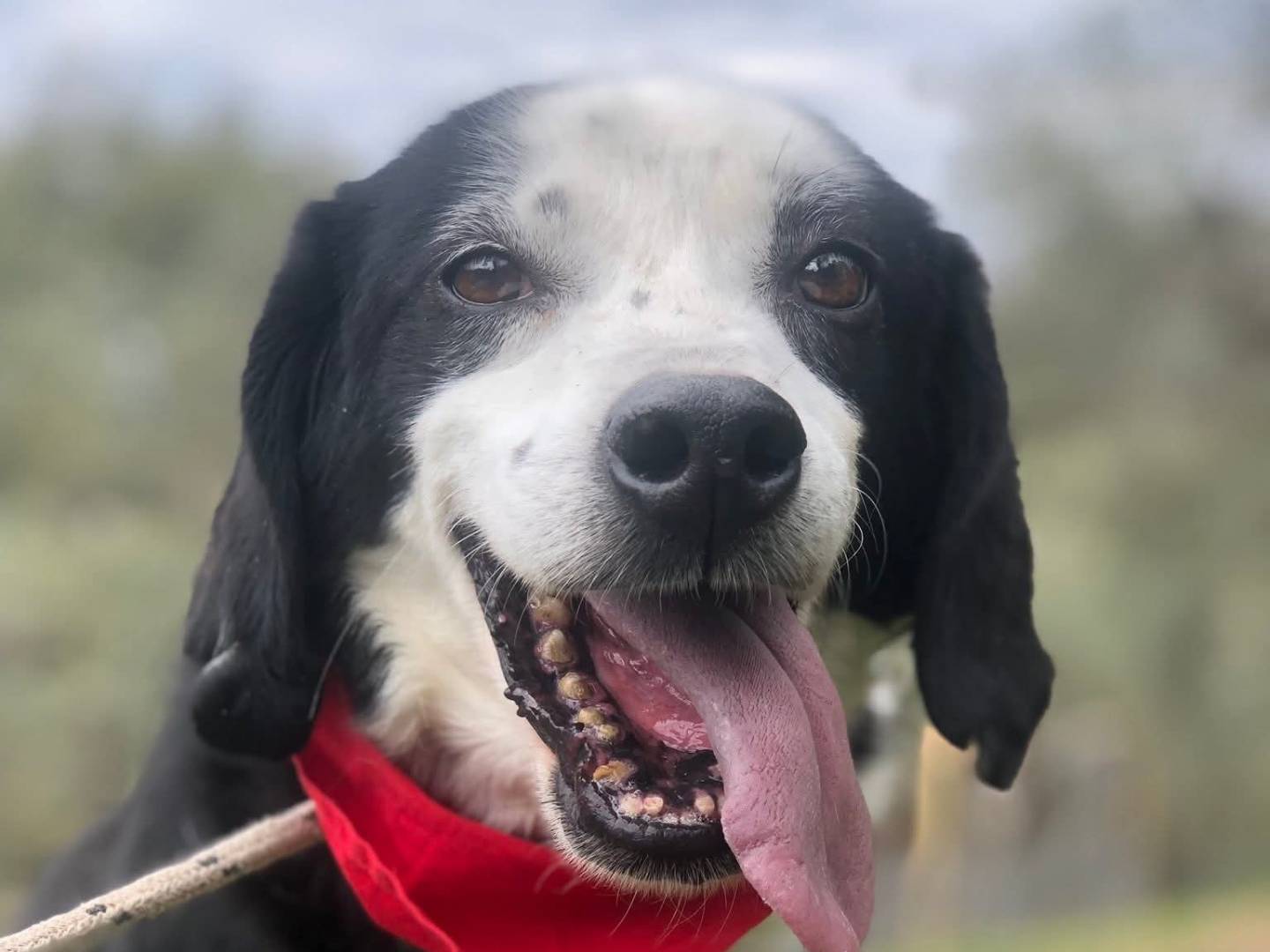 Adozione cane, maschio, Razza sconosciuta Razza sconosciuta, 9 anni e 3 mesi, taglia media, Latina