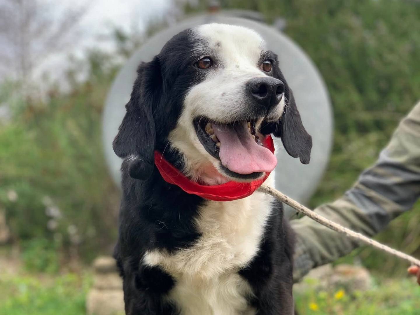 Adotta un cane, maschio, 9 anni e 3 mesi, Latina