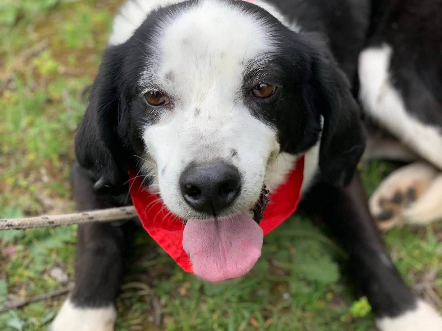 Adotta un cane, taglia media, maschio, Latina