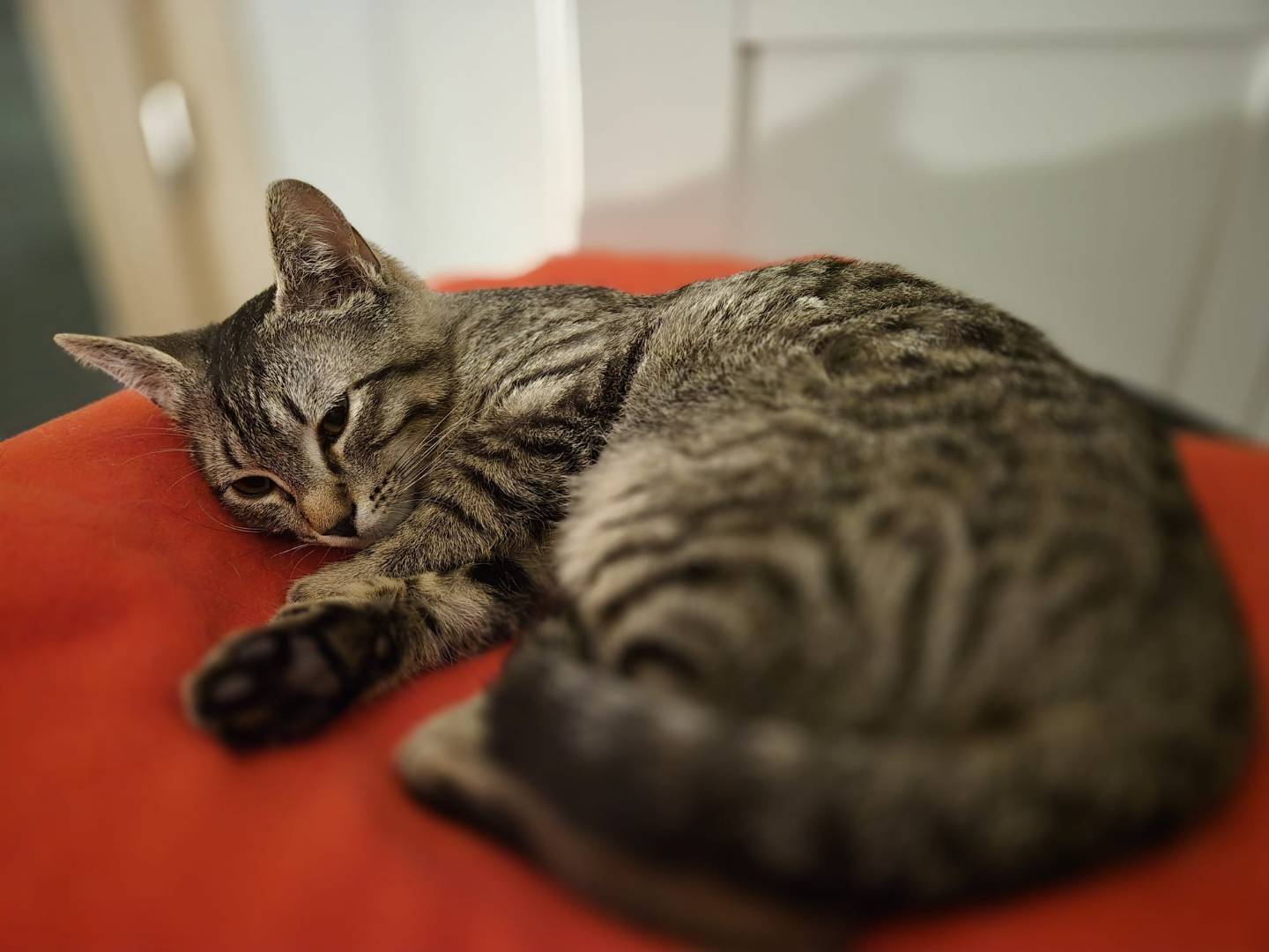 Adozione gatto, femmina, Razza sconosciuta Razza sconosciuta, 5 mesi, taglia non valida, Parma