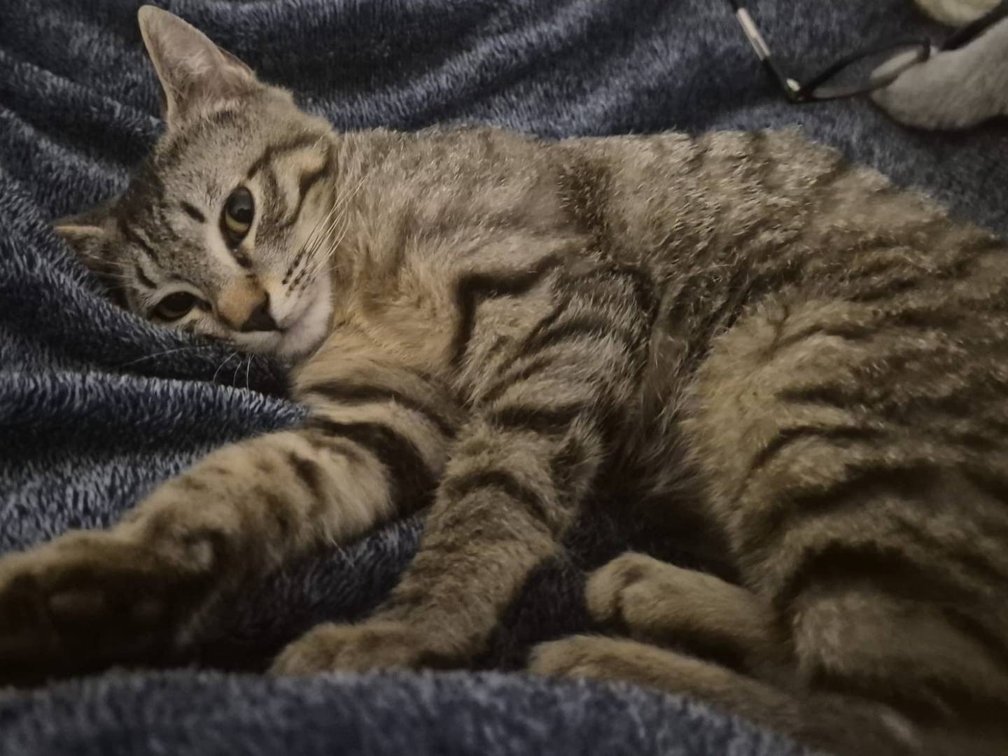 Adotta un gatto, taglia non valida, femmina, Parma