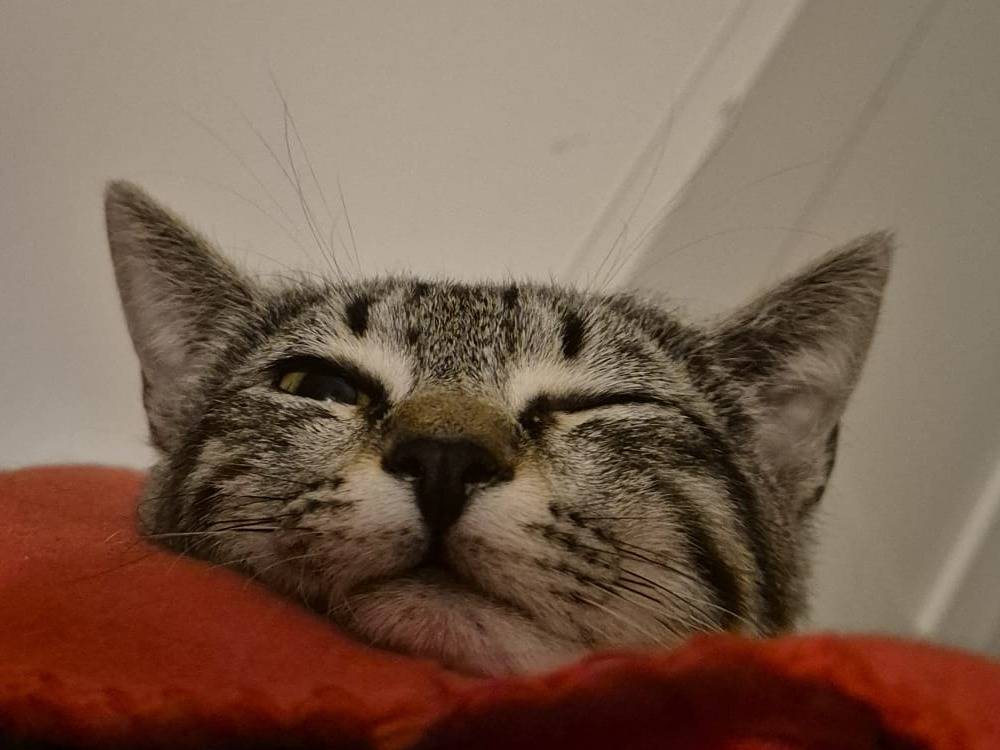 Adotta il gatto PEPITA a Parma