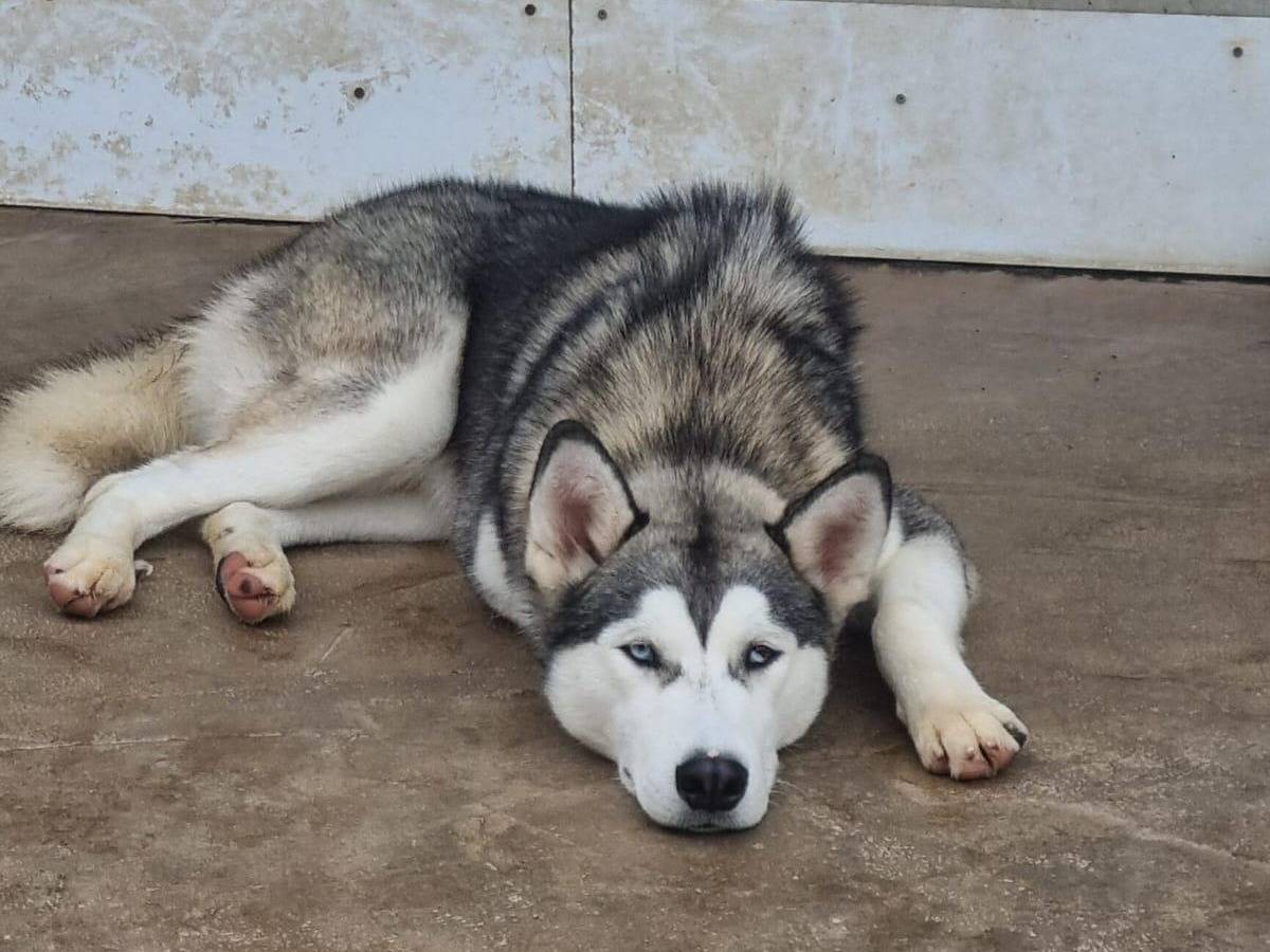 Adozione cane, maschio, Siberian Husky Razza sconosciuta, 11 mesi, taglia media, Trapani