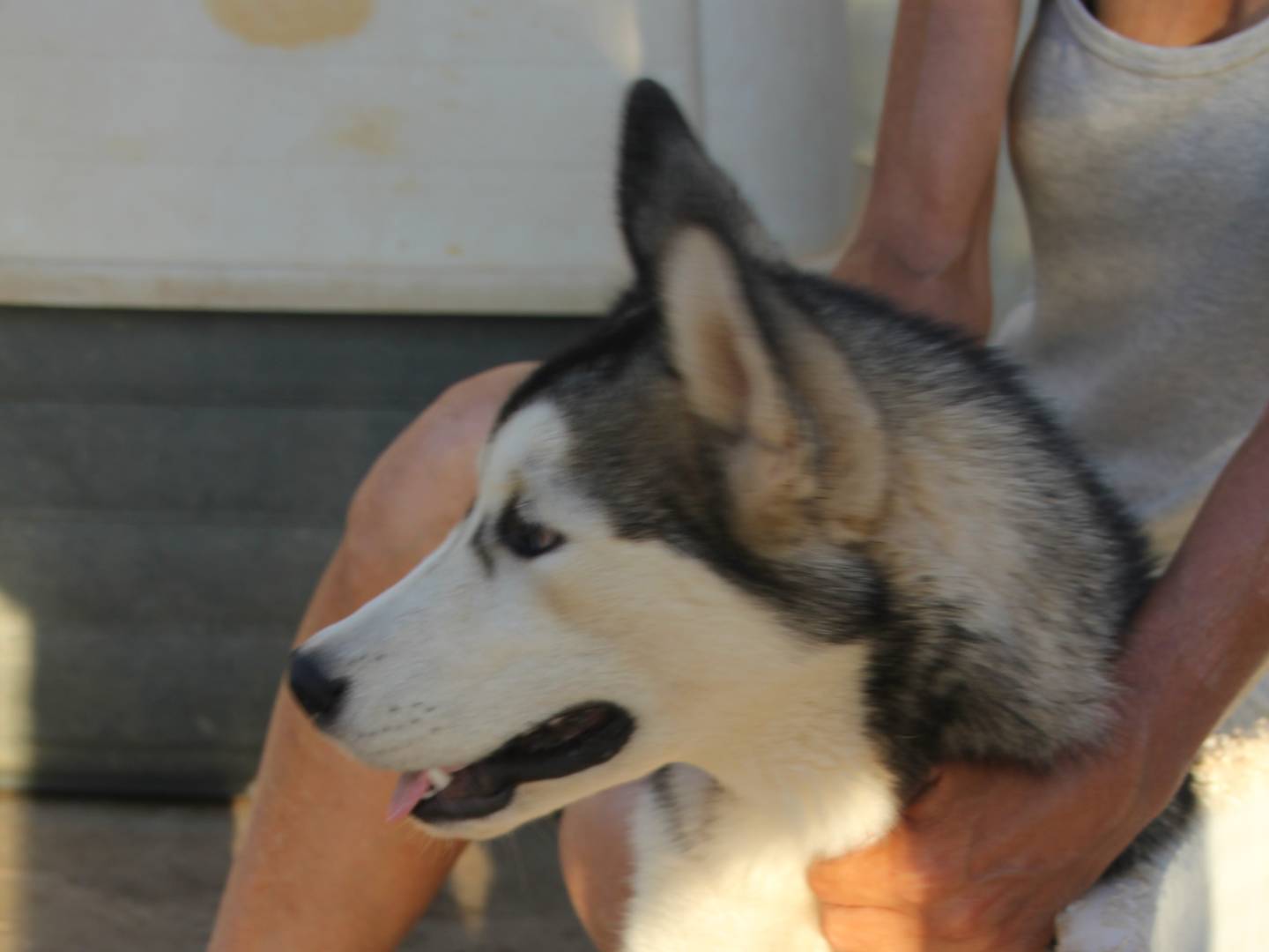 Adotta un cane, maschio, 11 mesi, Trapani