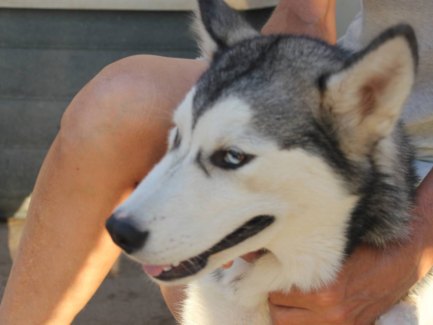 Adotta un cane, taglia media, maschio, Trapani