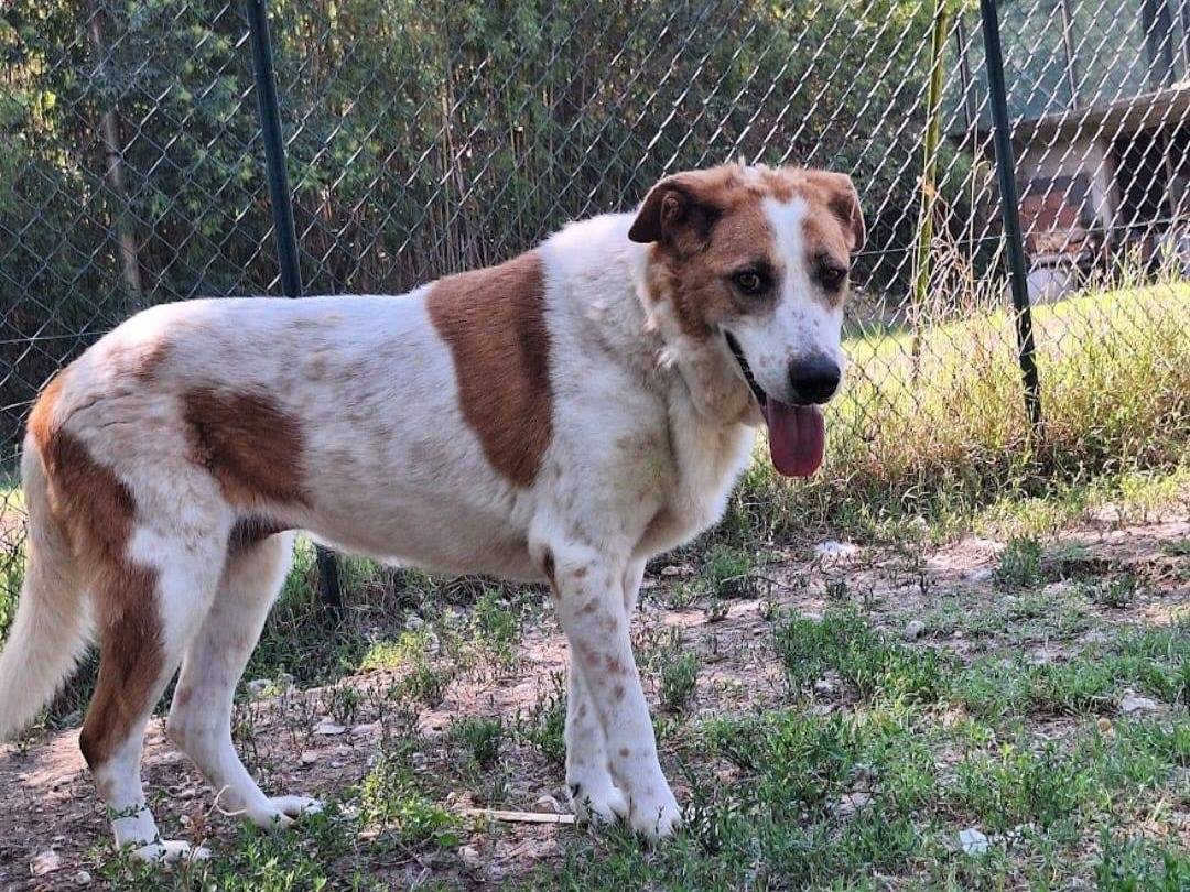 Adotta un cane, femmina, 10 anni e 2 mesi, Viterbo