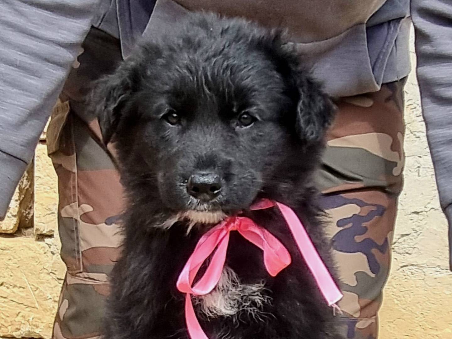 Adozione cane, femmina, Razza sconosciuta Razza sconosciuta, 1 mesi, taglia grande, Taranto