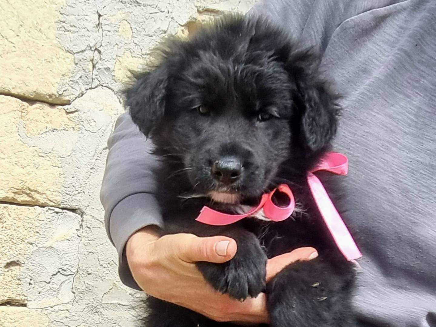 Adotta un cane, femmina, 1 mesi, Taranto