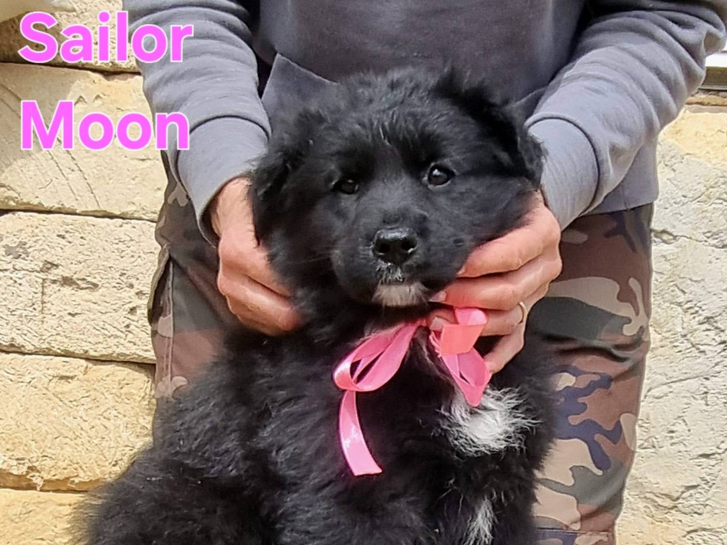 Adotta un cane, taglia grande, femmina, Taranto