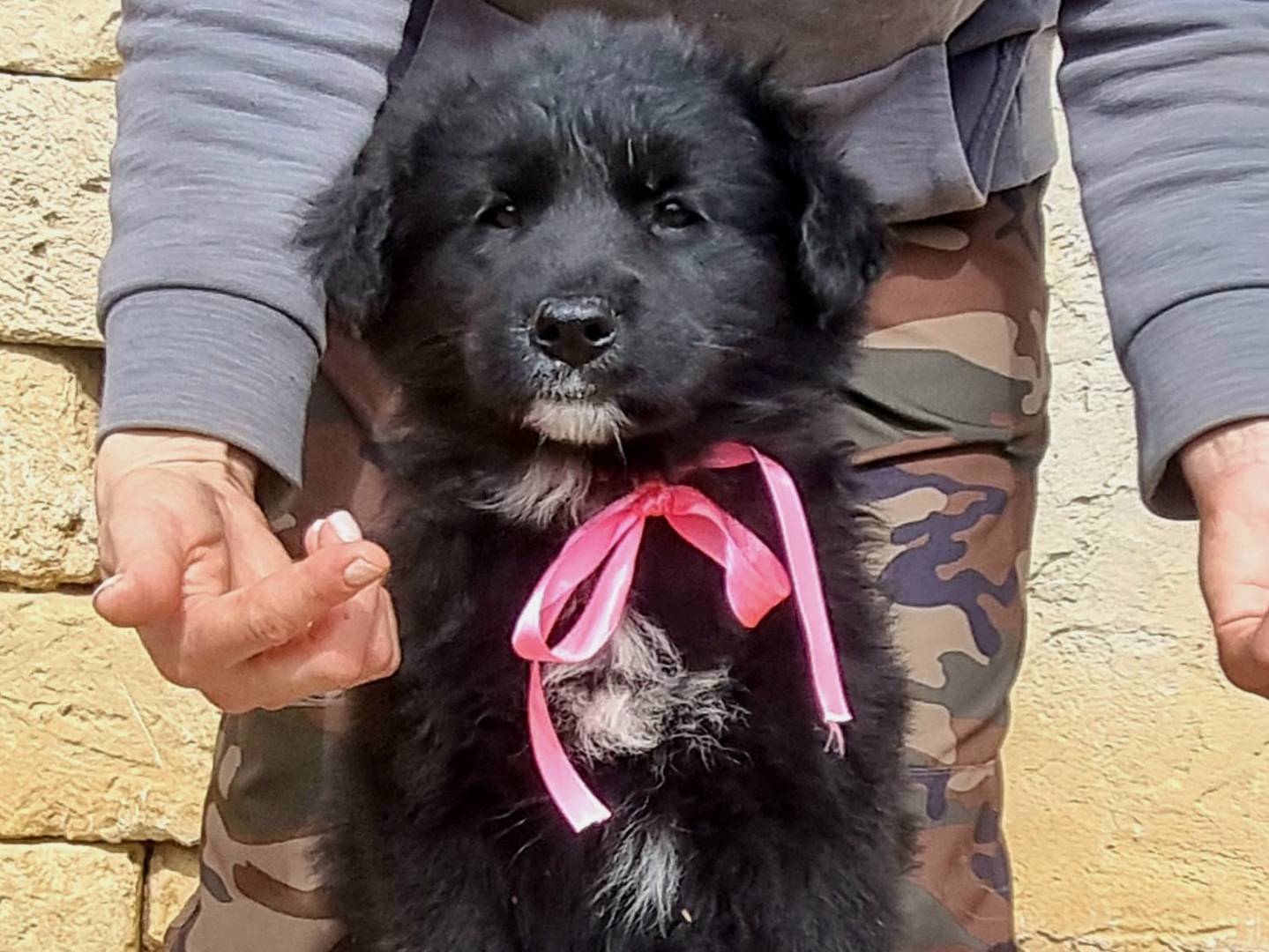 Vuoi adottare un cane a Taranto?