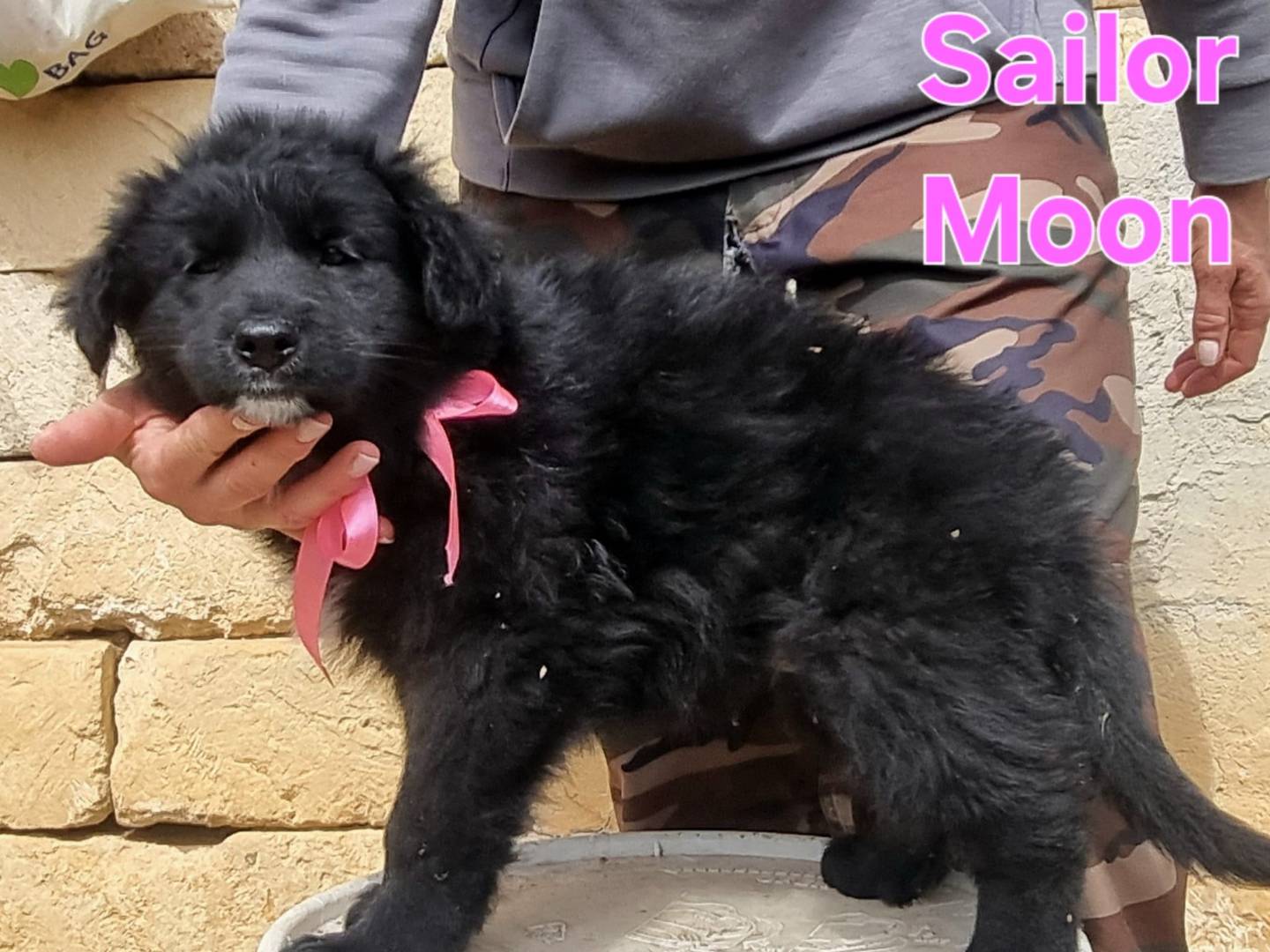 Adotta il cane Sailor Moon a Taranto