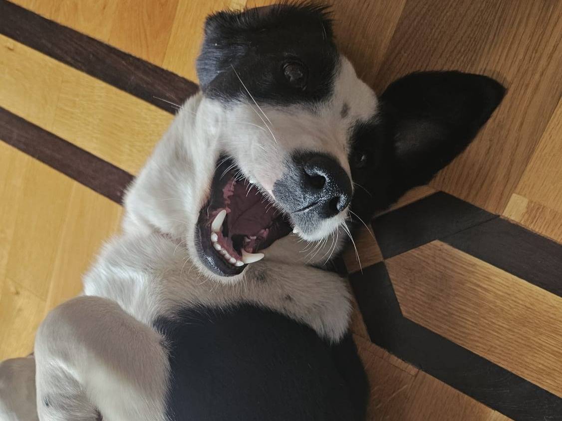 Adotta un cane, femmina, 1 anno e 2 mesi, Padova