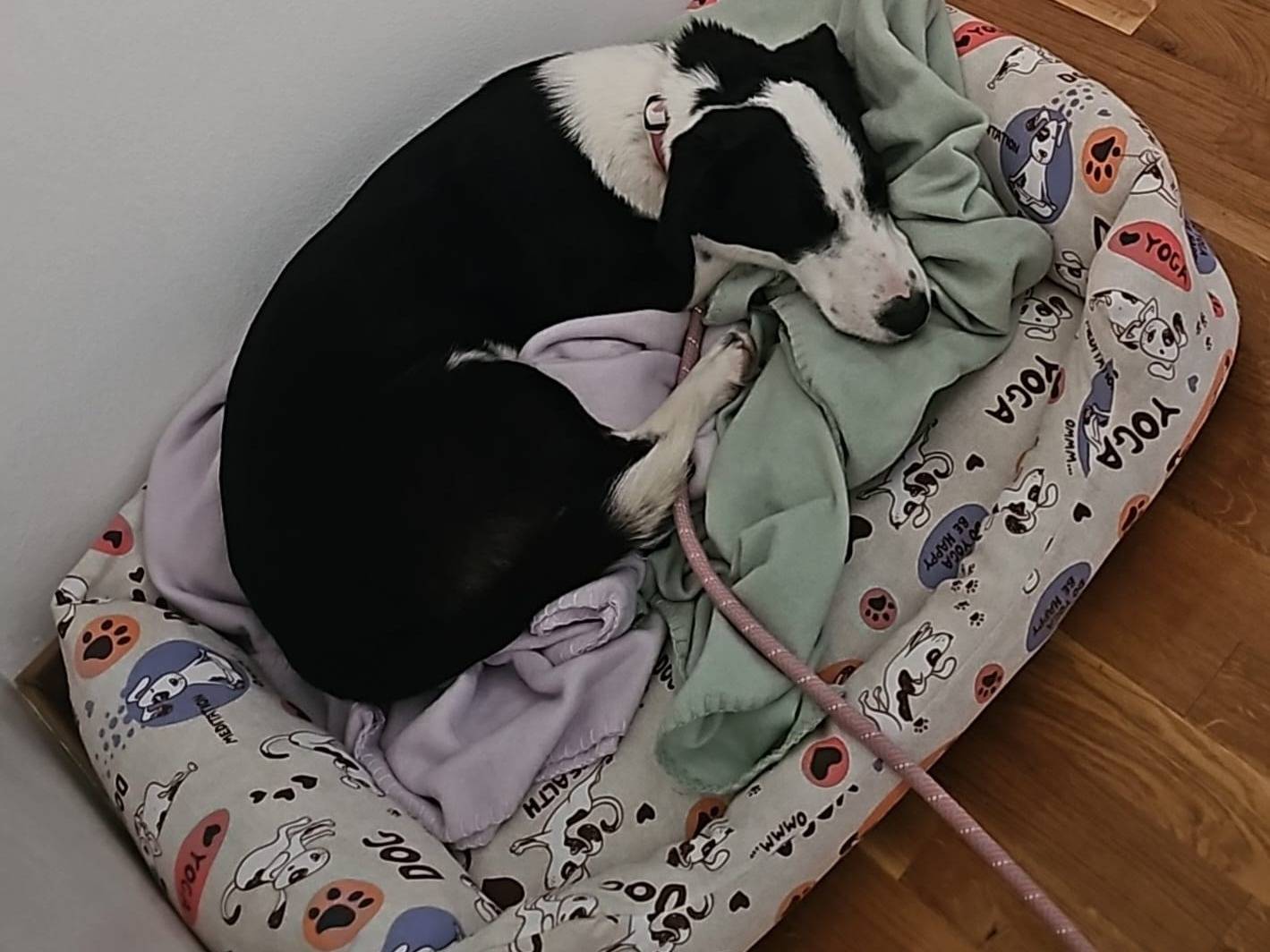 Adotta un cane, taglia piccola, femmina, Padova