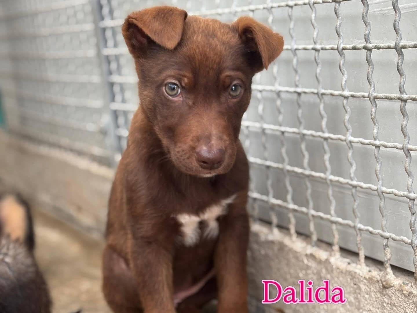 Adozione cane, femmina, Razza sconosciuta Razza sconosciuta, 2 mesi, taglia media, Caserta